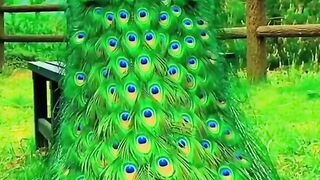 peacock