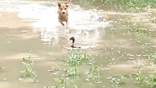 The dog try to catch duck