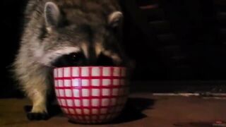 10 reasons to get a Raccoon