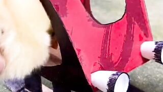 hen driving animals driving animals funny #tendingshorts#viralshorts#youtubeshorts#animals75k