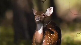 Forms of animals and types of predators and prey