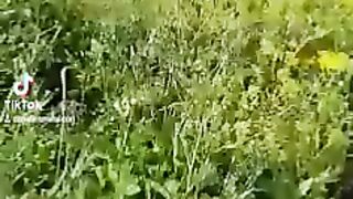 بادية تدمر