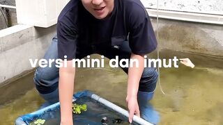 Sapi air yg cantik