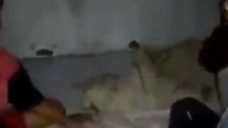 Ketika si adik merasa sakit pertempuranpun tak dapat di hindar..