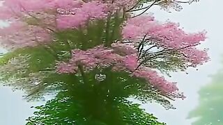 status,status video,status song,status whatsap,beast song,good song,video