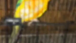 Parrot yello