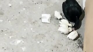 Black oil