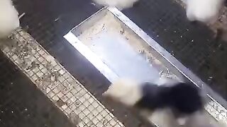 In the tray