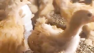 Is this a rooster?