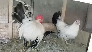White murga ll rooster