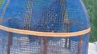 Blue color ll cage