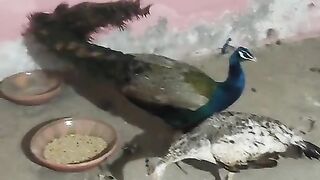 Blue neck