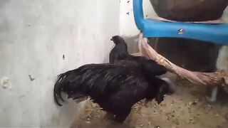 Cemani ll ayam