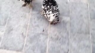 Sa bandi