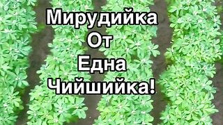 МЕРУДИЯ ОТ ЧИЙШИЙ