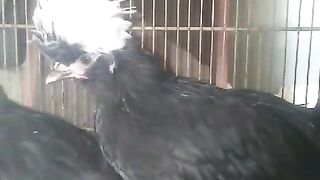 White head ll head
