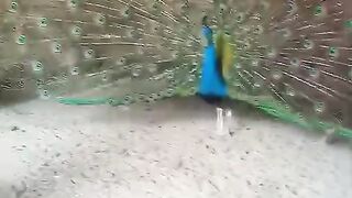 Ten da