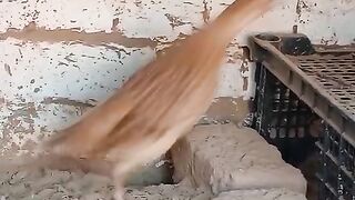 This bed