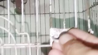 Green pot in the cage