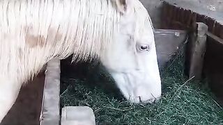 A horse trading