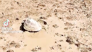 Man saves turtle (which is actually way heavier than it looks)