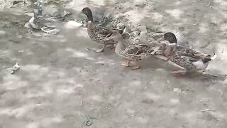Female duck with babies