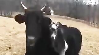 Funny cow compilation