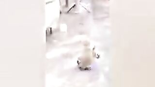 funny dog and pet  duck