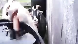 funny annimals and pet  cow