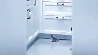 funny annimals and dogs and cats pets lovely