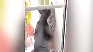 funny annimals and dogs and cats pets lovely