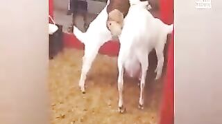 funny annimals and dogs and cats pets lovely