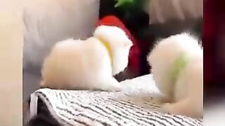 funny annimals and dogs and cats pets lovely