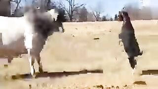funny annimals and dogs and cats pets lovely