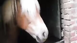 funny annimals and dogs and cats pets lovely