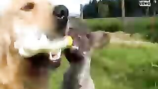 funny annimals and dogs and cats pets lovely