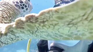 Meeting with Turtle