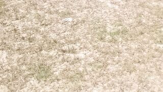 Eggs of tateri#eggs, #bird eggs, #ye Kiya hy