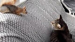 Cat cat