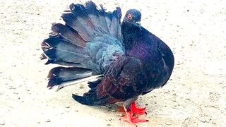 Most Expensive Pigeons in the World ???? Fancy Pigeons | Fantail Pigeons | Sardar Mini Zoo Vlogs