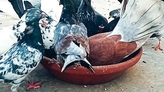 Most Expensive Pigeons in the World ???? Fancy Pigeons | Fantail Pigeons | Sardar Mini Zoo Vlogs