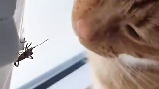 Doubt Cat hesitates