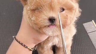 Cute puppy hair cut ????❤️