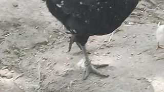 New born babies of hen