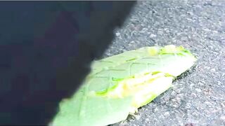 Esmagando coisas crocantes e macias de carro! CARRO EXPERIMENTAL vs BALÃO DE ÁGUA GIGANTE ORBEEZ