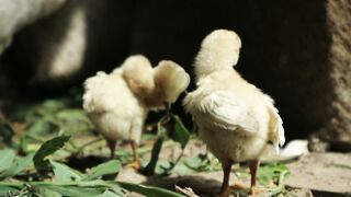 Anak ayam