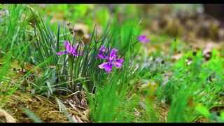 Beautiful Relaxing Guitar Music, for Study, Relaxing, Stress Relief