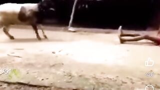 Human vs Sheep