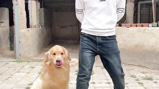 Funny animals  dancing