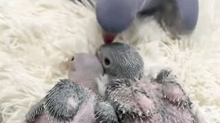 A mother Parrot kisses it's babies
